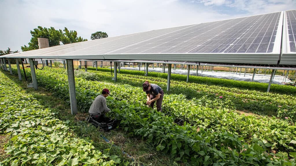 Agricultural solar applications